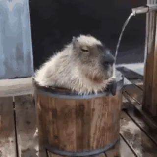 🚿 Capybara, Animal, Bain, Détente, Mignon, Rongeant whatsapp sticker