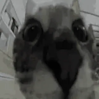 🙀 Katze, Tier, Meme, Lustig, Haustier, Süß telegram sticker