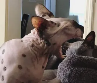 😋 gatto, gatto sphynx, animale domestico, animale, senza pelo telegram sticker