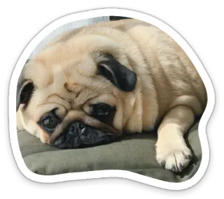🤕 dog, pug, animal, pet telegram sticker