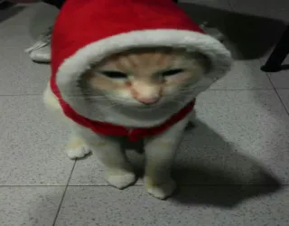 😹 chat, noël, père noël, animal de compagnie, animal, mignon telegram sticker