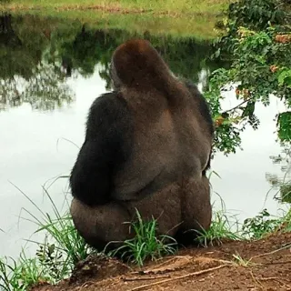 😔 Gorilla, Fauna selvatica, Animale, Scimmia, Natura, Mammifero telegram sticker