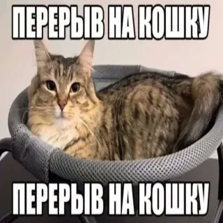 😜 ПЕРЕРЫВ НА КОШКУ gato, mascota, animal, meme, divertido, relajación, descanso telegram sticker