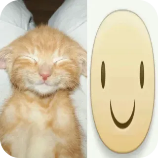 🐱 gattino, gatto, sorriso, carino, animali, emoji telegram sticker