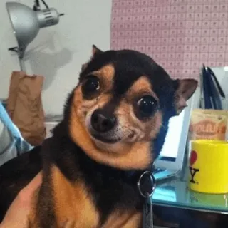 🍣 チワワ, 犬, ペット, 動物, かわいい, 机, オフィス telegram sticker