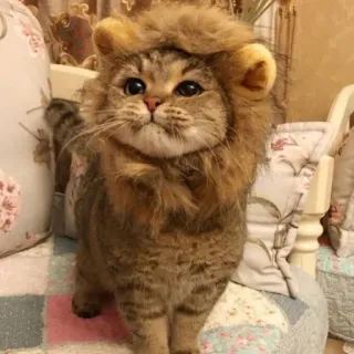 🐱 gato, leão, animal, animal de estimação, fofo, engraçado, fantasia, gatinho telegram sticker