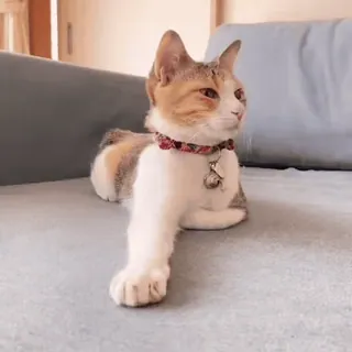 🐈 кот, домашнее животное, животное, домашняя кошка, милый, калико, кошачий whatsapp sticker