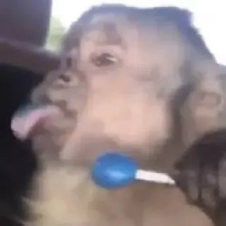 🐒 mono, animal, chupete, lindo, lengua telegram sticker