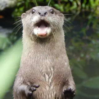 🦦 nutria, animal, fauna, mamífero, mono, adorable, gracioso telegram sticker