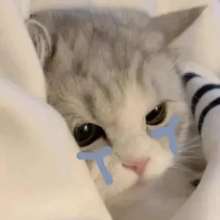 ☹️ gato, triste, lágrimas, lindo, gatito telegram sticker