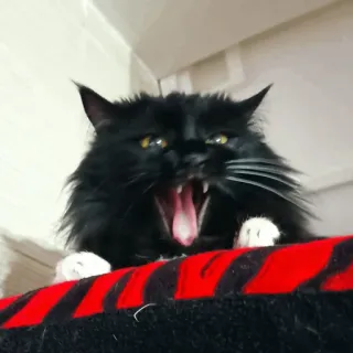 😂 gatto, sbadiglio, gatto nero, animale, animale domestico telegram sticker