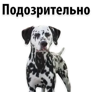 😒 Подозрительно dalmatian, dog, sticker, suspicious, russian, animal telegram sticker