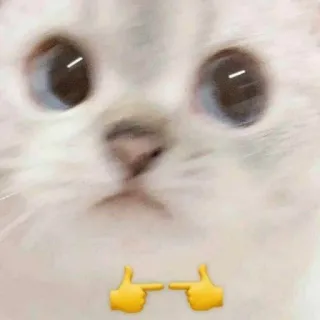 👉 แมว, น่ารัก, มีม, ชี้, ยกนิ้วโป้ง whatsapp sticker