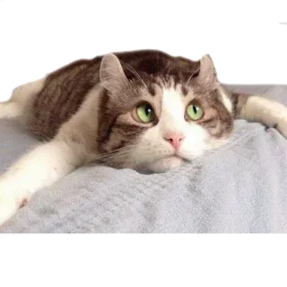 😕 cat, animal, pet, cute, domestic telegram sticker