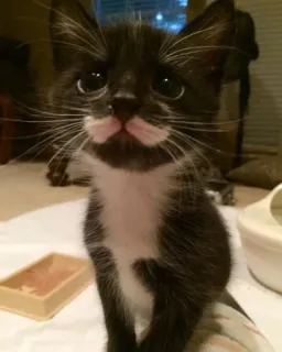 🥱 kätzchen, katze, tuxedokatze, haustier, tier, süß, hauskatze telegram sticker