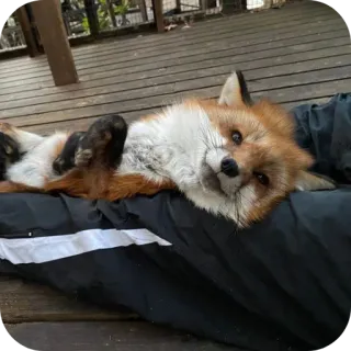 🦊 telegram sticker