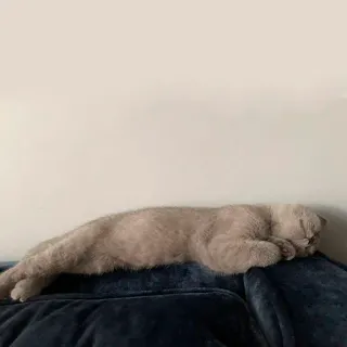 🥱 kucing, tidur, sofa, hewan peliharaan, binatang, domestik telegram sticker