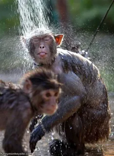 💦 funnymonkeysite.com 猴子, 动物, 洗澡, 可爱 telegram sticker