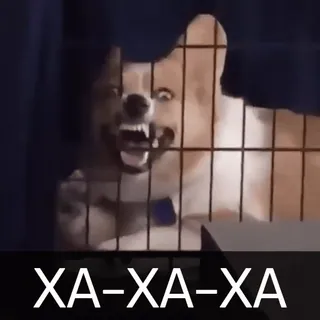 😂 XA-XA-XA cane, aggressivo, gabbia, animale, meme telegram sticker