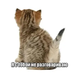 😞 Я с тобой не разговариваю 子猫, 猫, 動物, かわいい, テキスト, ロシア語, ミーム telegram sticker