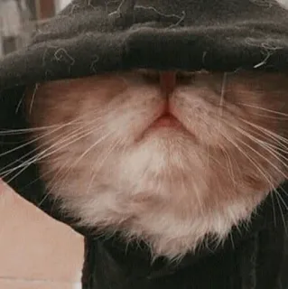🐱 gatto, felpa con cappuccio, animale, carino, animale domestico telegram sticker