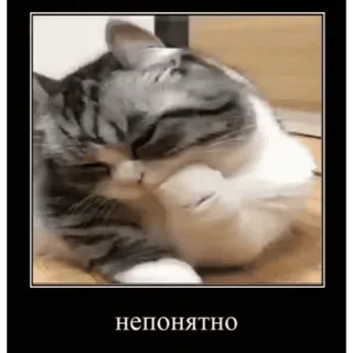 🤿 НЕПОНЯТНО chat, chats, confus, drôle, animal de compagnie, animal, mème telegram sticker