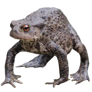 ❤️ sapo, rã, animal, vida selvagem, anfíbio, natureza whatsapp sticker