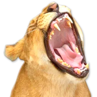 😴 лев, животное, дикая природа, крупная кошка, рык, хищник telegram sticker