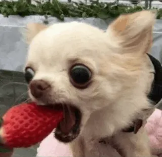 🐱 anjing, chihuahua, stroberi, imut, binatang, makanan telegram sticker