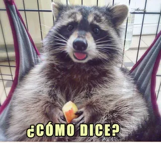 😮 ¿CÓMO DICE? rakun, binatang, meme, lucu, imut, pertanyaan whatsapp sticker