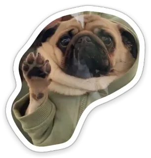 🖐 dog, pug, animal, cute, sticker, funny telegram sticker