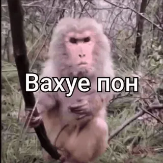 🌟 Вахуе пон monkey, animal, meme, forest, funny telegram sticker