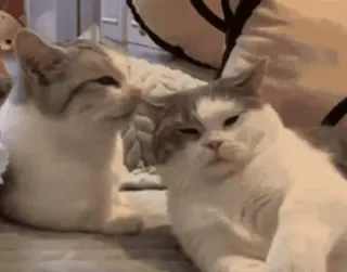 🥸 gatos, animais, animais de estimação, engraçado, fofo whatsapp sticker