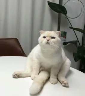 ⚡️ gato, gato blanco, animal, animal doméstico, mascota, lindo, gato sentado telegram sticker