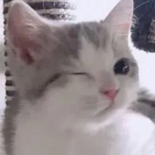 😉 cat, animal, cute, wink, kitten, domestic telegram sticker