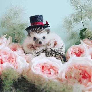 🦔 egel, dier, hoed, bloemen, schattig telegram sticker