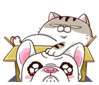 😈 Katze, Katzen, Karton, Kiste, lustig, Tier, Kätzchen, Haustier whatsapp sticker