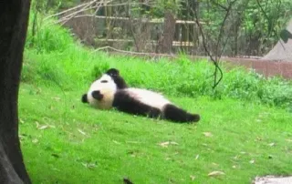 🤨 Panda, Animal, Fofo, Grama, Urso, Natureza, Vida selvagem telegram sticker