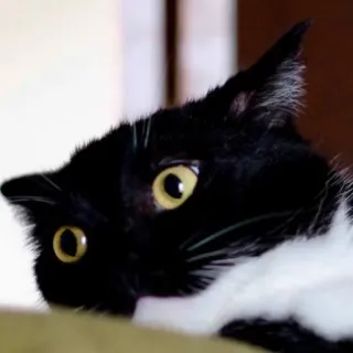 😳 cat, black cat, tuxedo cat, animal, pet, domestic animal, feline whatsapp sticker