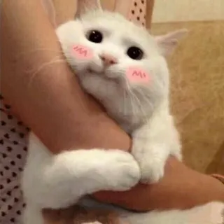 😝 cat, cute, kawaii, animal, pet, white cat telegram sticker