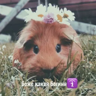 👑 боже какая богиня cochon d'inde, fleurs, mignon, herbe, animal telegram sticker