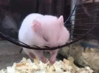 😴 hamster, sleeping, cute, pet, animal, rodent telegram sticker