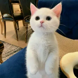 😺 chat, chat blanc, mignon, animal, chaton telegram sticker