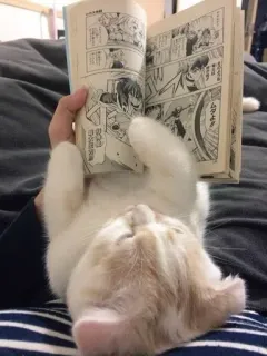🌟 chat, lecture, livre, mignon, animal whatsapp sticker