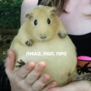 😰 ЛМАО, ЛОЛ, ПРО Cochon d'Inde, Meme, Animal, Animal de compagnie, Drôle, Mignon telegram sticker