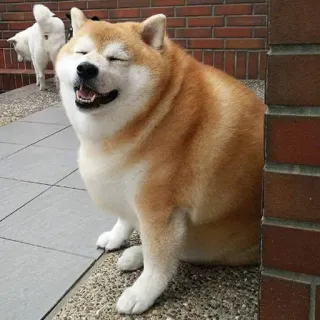 😁 Hund, Shiba Inu, Meme, süß, glücklich, Tier telegram sticker