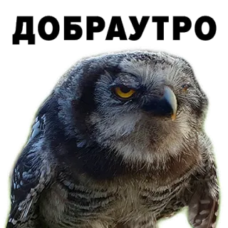 😒 ДОБРАУТРО eule, vogel, guten morgen, tier, gruß, süß telegram sticker