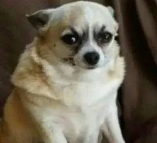 😡 perro, chihuahua, animal, mascota, mamífero, lindo telegram sticker