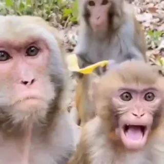 👩‍👧‍👦 apen, dieren, wildlife, natuur, grappig whatsapp sticker