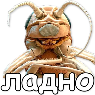 👍 ЛАДНО bug, insect, russian, text, ладно, ok, fine telegram sticker